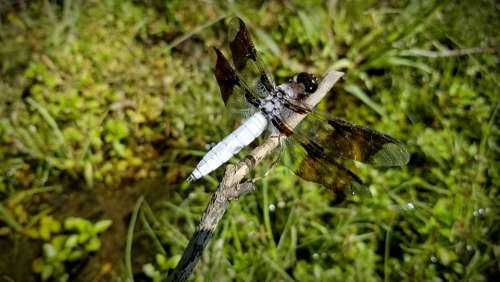 Dragonfly Common Whitetail Skimmer Insect River