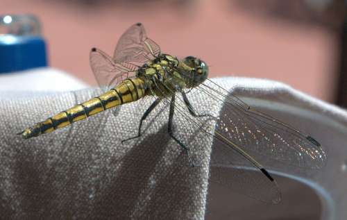 Dragonfly Insect Wing Animals Summer Close Up