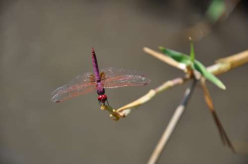 Dragonfly Red Bug Nature Insect Animal Fly Wing