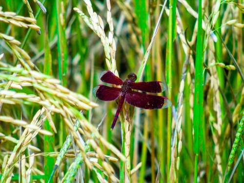 Dragonfly Green Insect Bug Plant Wildlife Grass