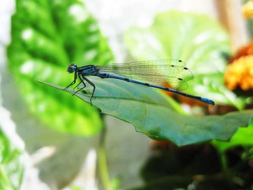 Dragonfly Blue Sheet