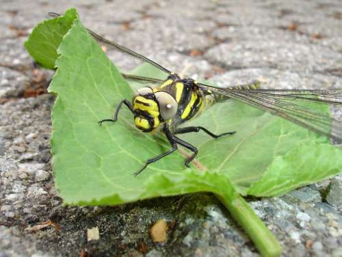 Dragonfly Insect Yellow Flight Insect