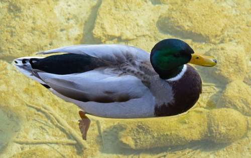 Drake Duck Mallard Male Water Bird Plumage Ducks