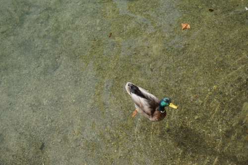 Drake Duck Water Lake Water Bird Swim Bird Pond