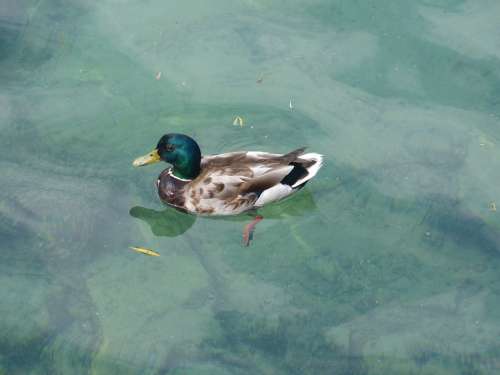 Drake Duck Plumage Water Bird Waters