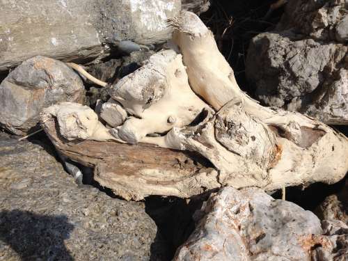 Drift Wood Driftwood Flotsam Wood Beach