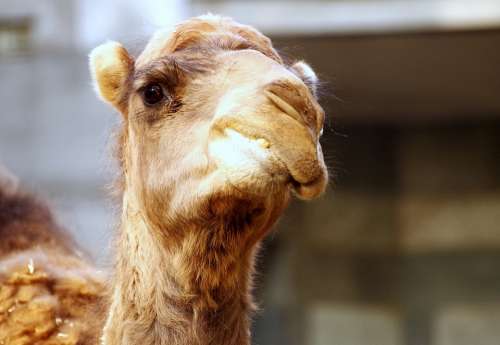 Dromedary Zoo Camel Animal Desert