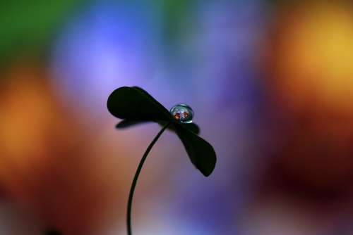 Drop Water Drop Flower Clover Macro Reflection