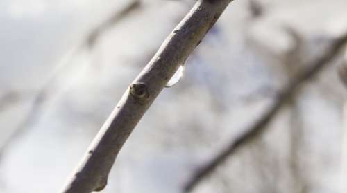 Drop Water Branch Winter Drip Reflection