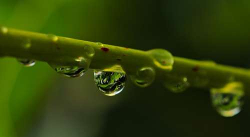 Drop Of Water Drip Nature Raindrop Close Up Mood