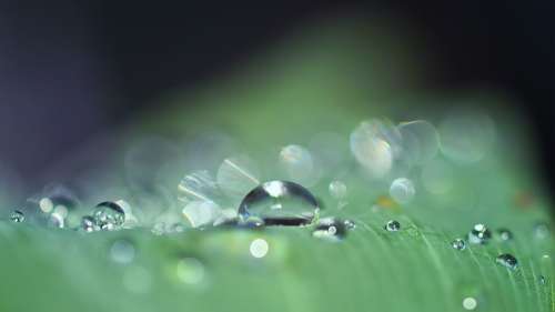 Drop Of Water Dew Close Up Nature Drip Dewdrop