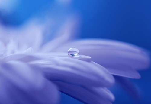 Drop Of Water Drip Flower Plant Close Up Blossom