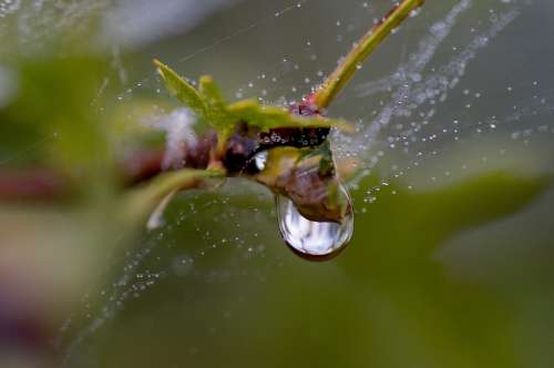 Drops Water After The Rain Macro