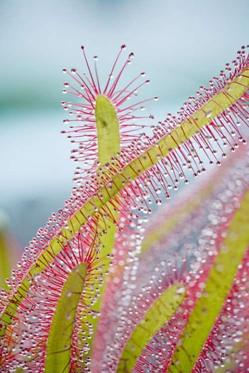Drosera Capensis Plant Sundew Cape Sundew Droplets