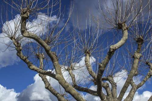Dry Tree Sky Cloud Landscape Nature Trees Scenic