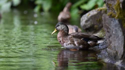 Duck Lake Water Bird Pond Animal Nature Wildlife