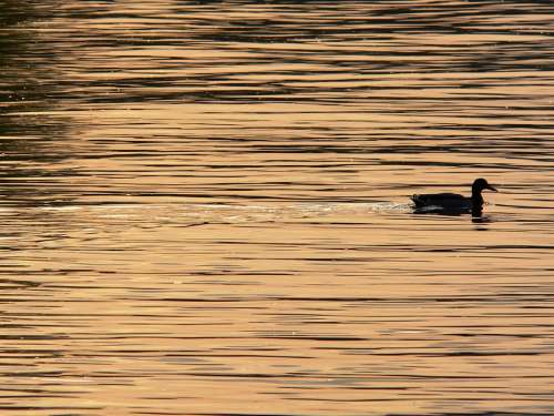 Duck Waterfowl Swimming Water Bird Sunset
