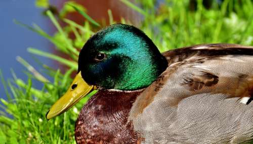 Duck Mallard Drake Water Bird Duck Bird Animals