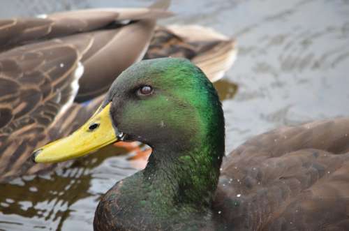 Duck Mallard Green Bird Nature Animal Bill Swim