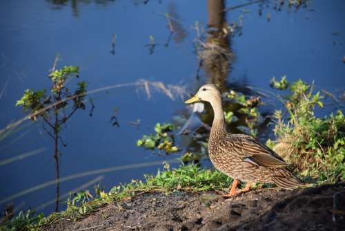Duck Mallard Male Bird Lake Lake Toho Kissimmee