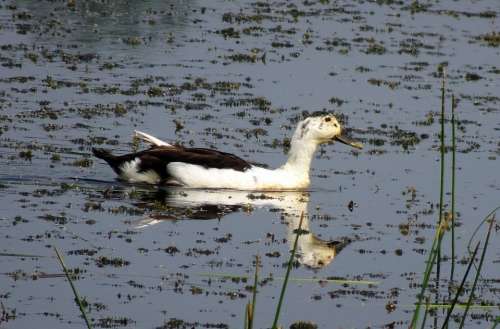 Duck Bird Knob-Billed Duck Female
