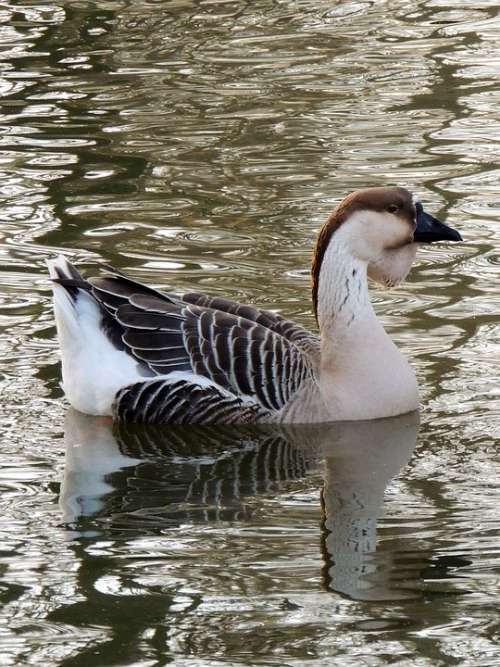 Duck Volatile Nature Animal Bird Feathers Beak