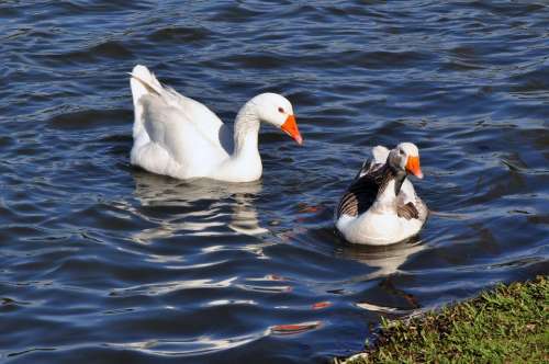 Duck Water Lake Nature Plumage Animal Ducks Pond