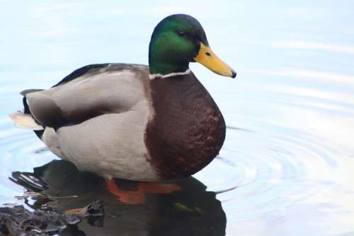 Duck Drake Mallard Plumage Water Bird Bird