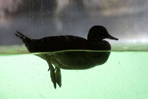 Duck Mallard Underwater Legs Water Bird Duck Bird