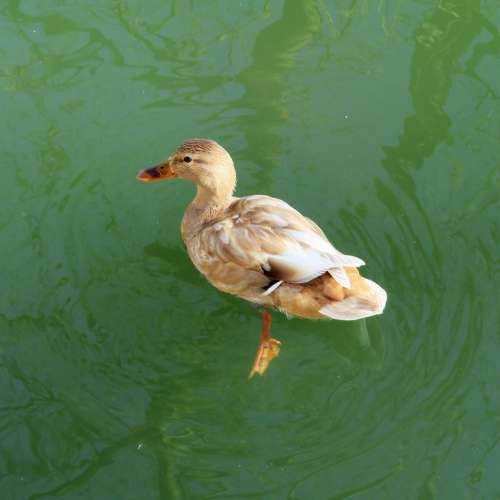 Duck Female River Golden Mallard