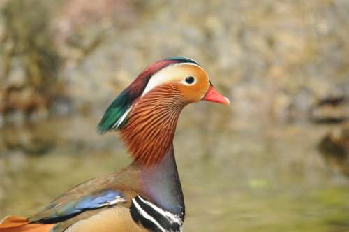 Duck Drake Color Mandarin Ducks Plumage Bird