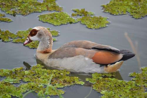 Duck Pond Nature Lake Bird Wildlife Animal