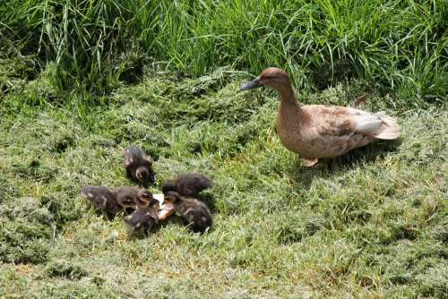 Duck Ducklings Duckling Newborn Ducky Mother Duck