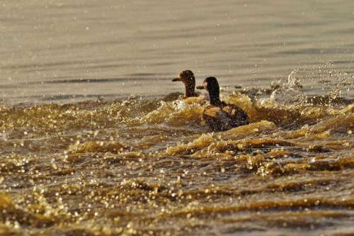 Ducks Escape Tracking Riot Pair Water