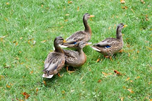 Ducks Green Grass Grass Summer Birds