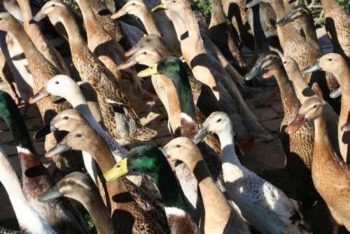 Ducks Crowd Fowl Group Flock Nature