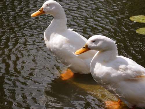 Ducks Water Animal Bird Nature Wildlife Lake