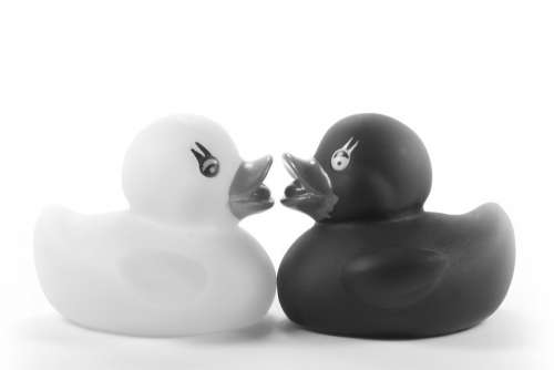 Ducks Rubber Ducks Toys Romantic Romance Kiss