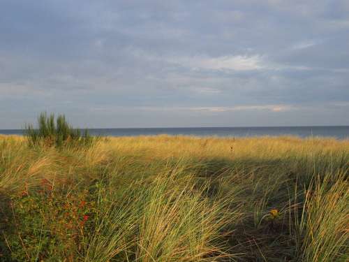 Dune Baltic Sea Sea Dune Grass Coast