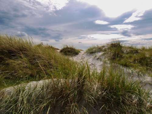Dune Grass Sky Denmark Mood Quiet Landscape