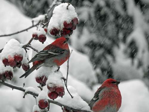 Durbec Des Sapins Birds Red Grey Winter Snow