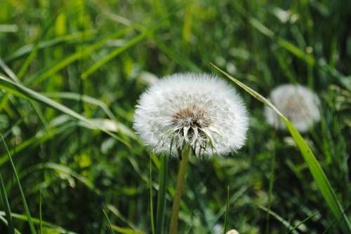 Dust Flower Daisies Grass