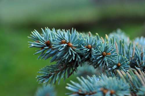 Dwarf Blue Fir Fir Tree Conifer Branch Needles