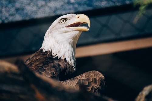 Eagle Bird Animal Beak Raptor Bald Eagle