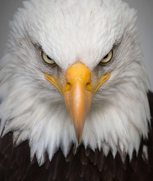 Eagle Portrait Wild Bird Nature Predator Closeup