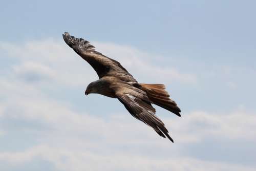 Eagle Birds Bird Of Prey Soaring Wind Flying