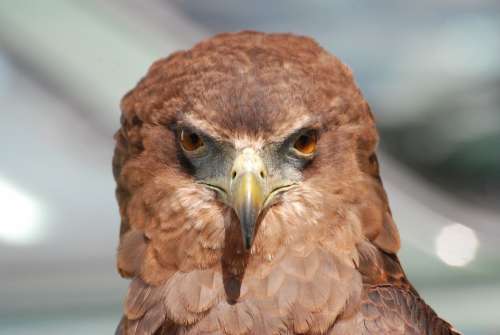 Eagle Raptor Bird Beak Eyes Falconry Plumage