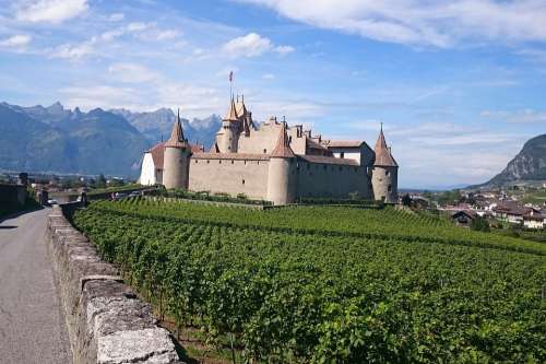 Eagle Castle Rampart Path Vine Vineyard Grape