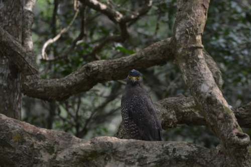 Eagle Wildlife Outdoor Nature Bird