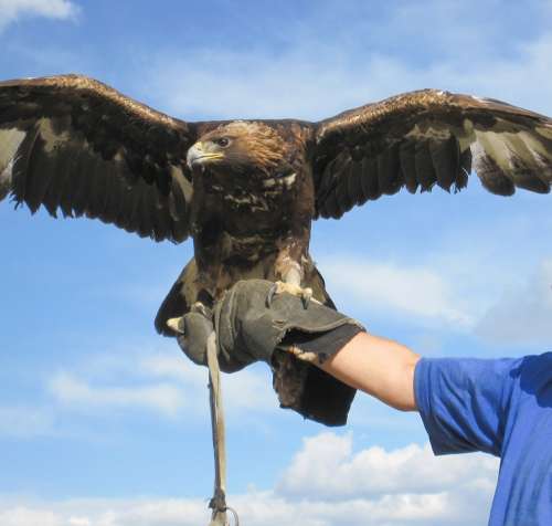 Eagle Hunting Mongolia Altai Steppe